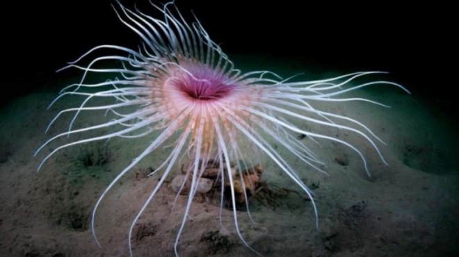 thalassia-anemoni-to-epikindyno-loyloydi-toy-vythoy-poy-esteile-ton-9chrono-sto-nosokomeio-amp-8211-pos-tin-apofeygoyme-173640