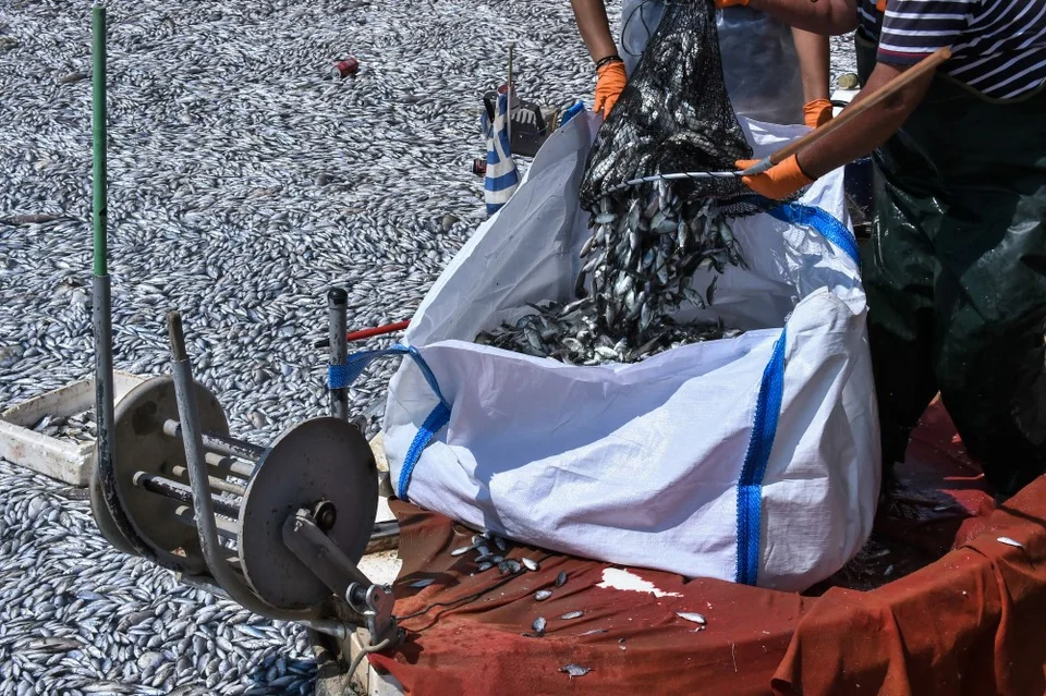 Υποστολή γαλάζιων σημαιών λόγω των νεκρών ψαριών